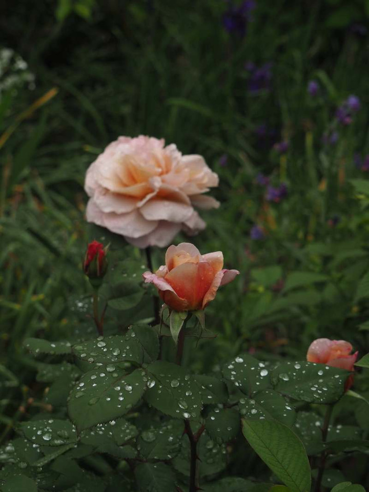 P4280815