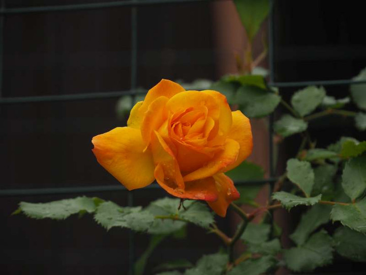P4280829