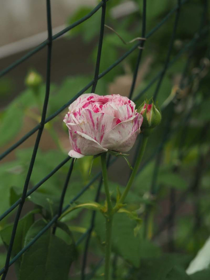 P4280830