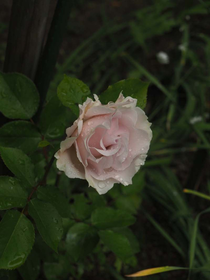 P4280831