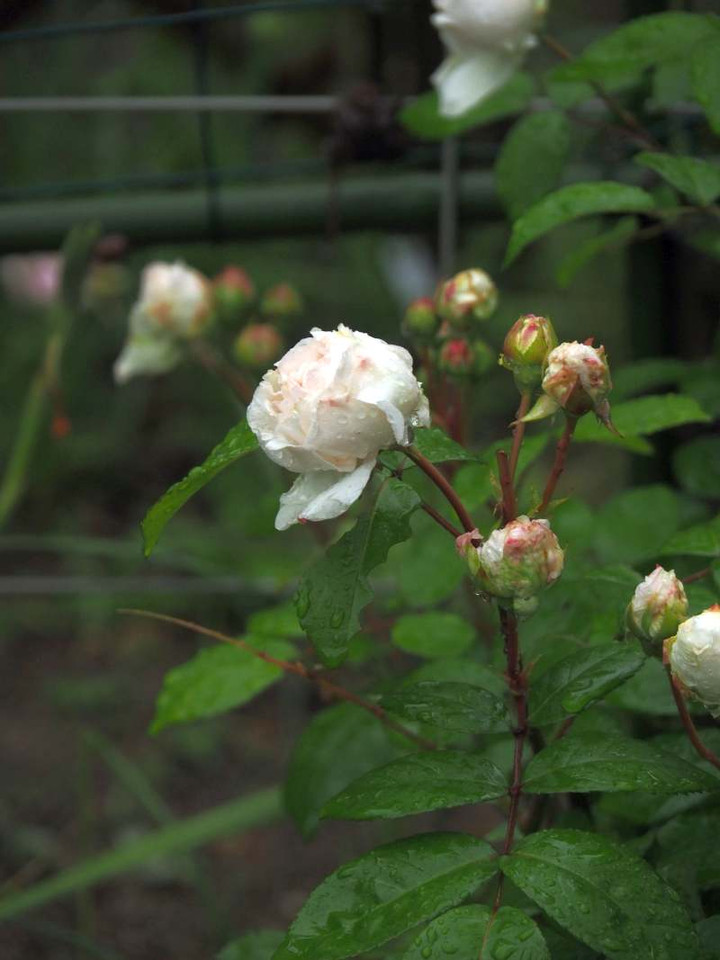 P4290841
