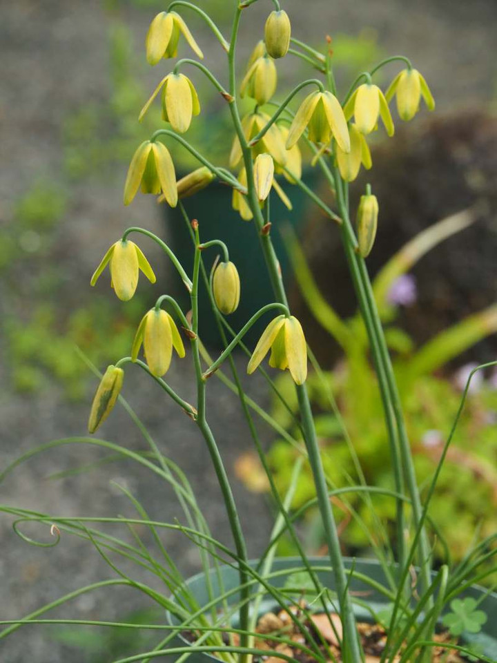 P4290854