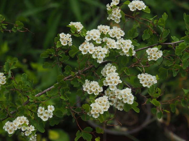 P4290856