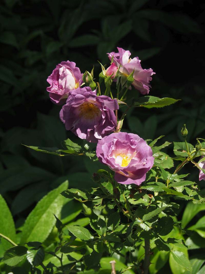 P4300874