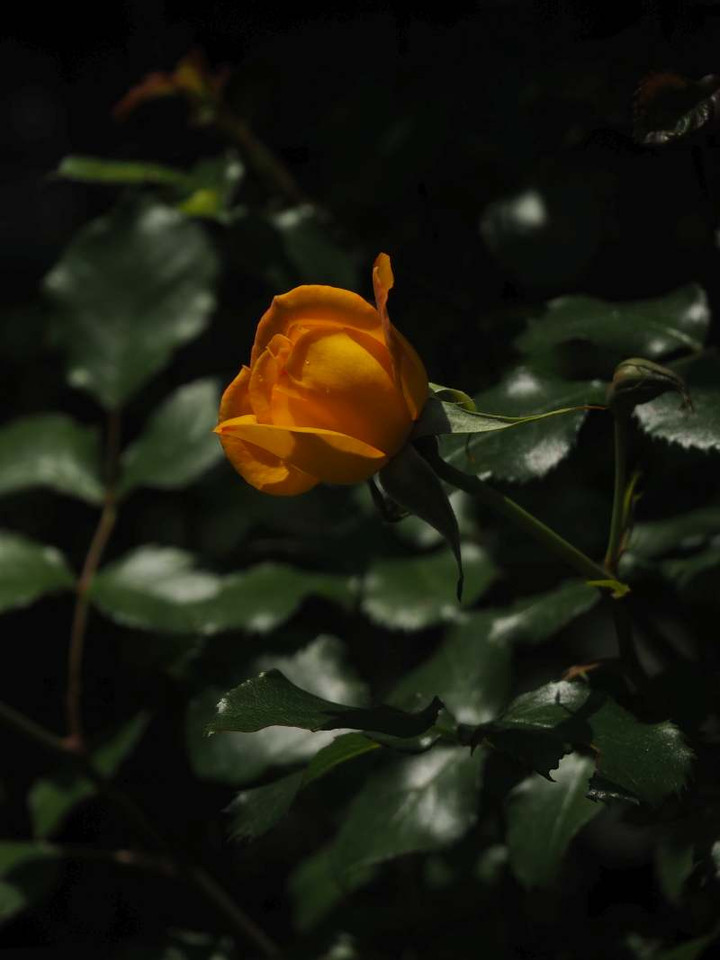 P4300886