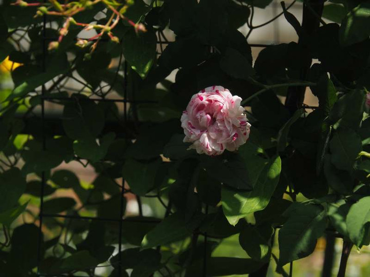 P4300888