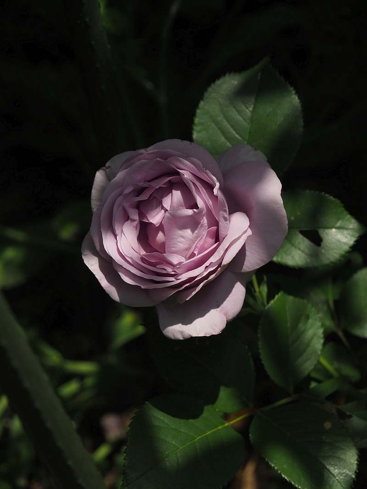 P5010931