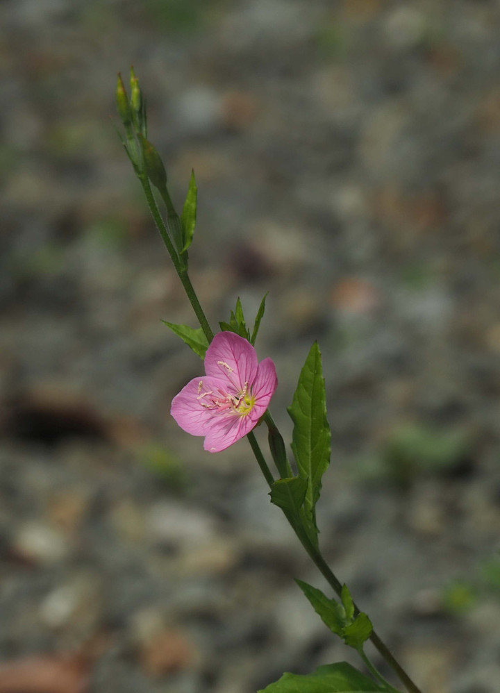P5010967