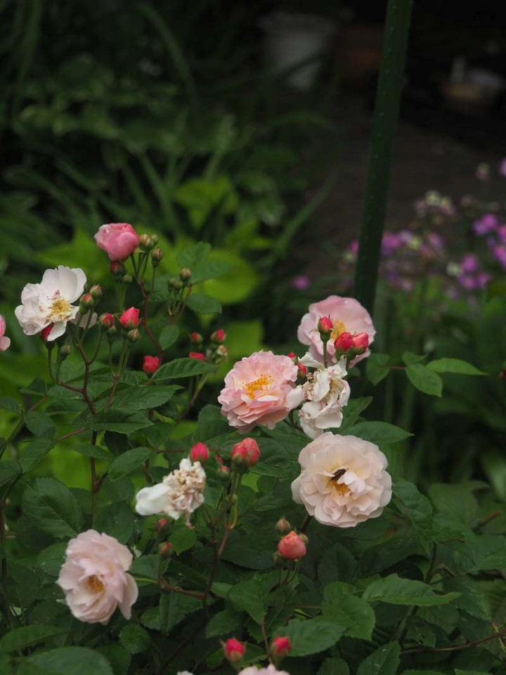 P5020978