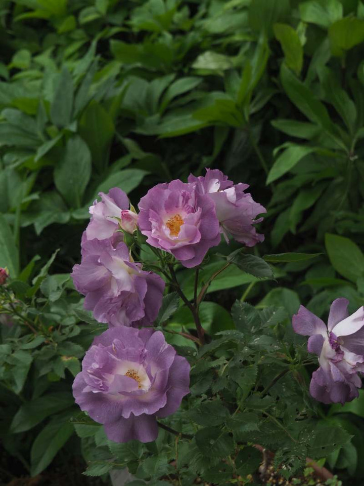 P5020982
