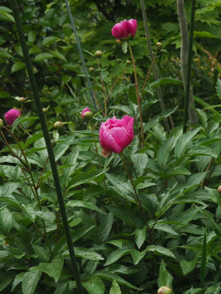 P5020984