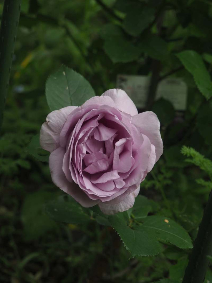 P5020986