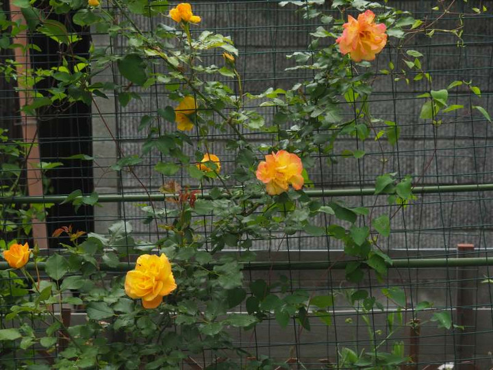 P5020989