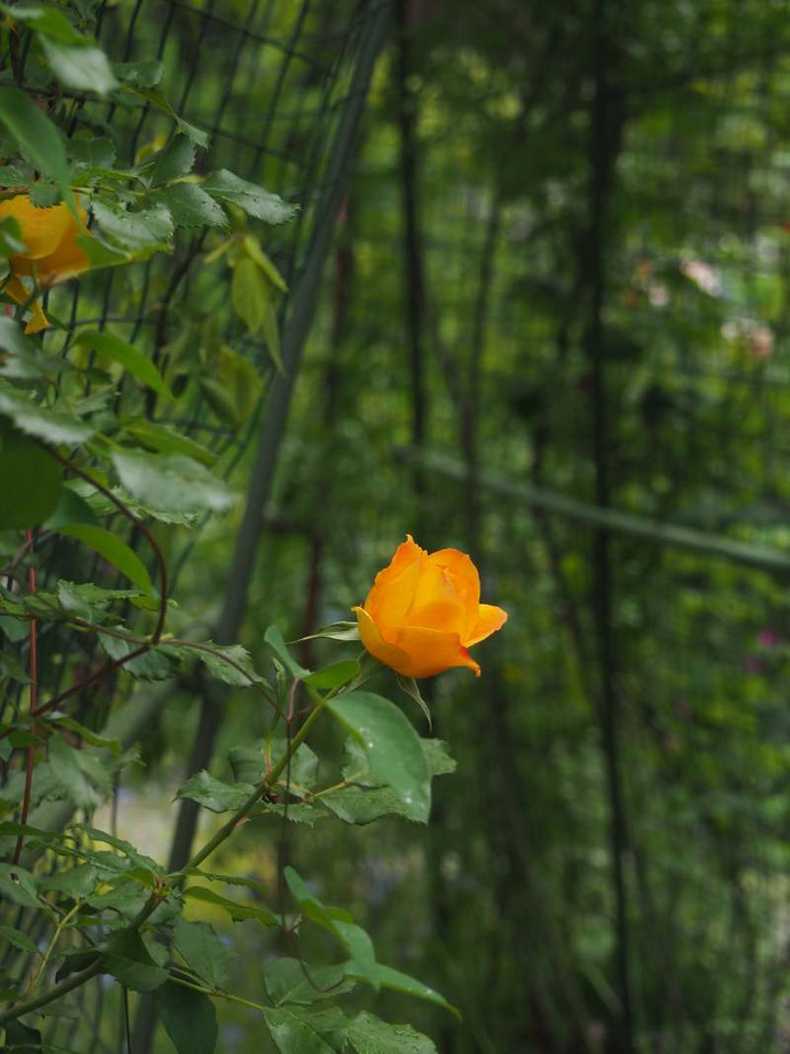 P5020992