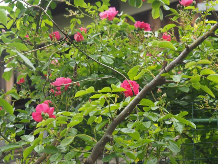 P5020995
