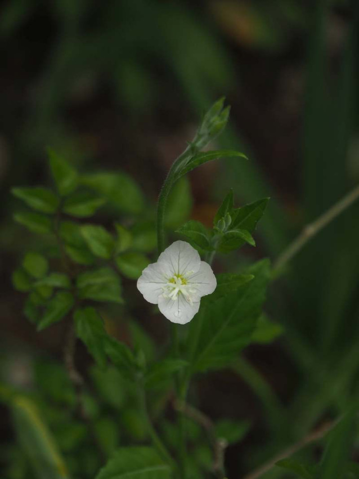 P5020996