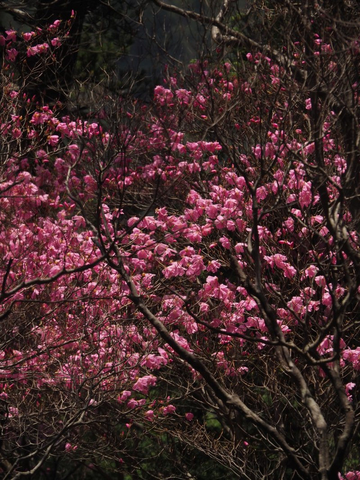 P5031228_2