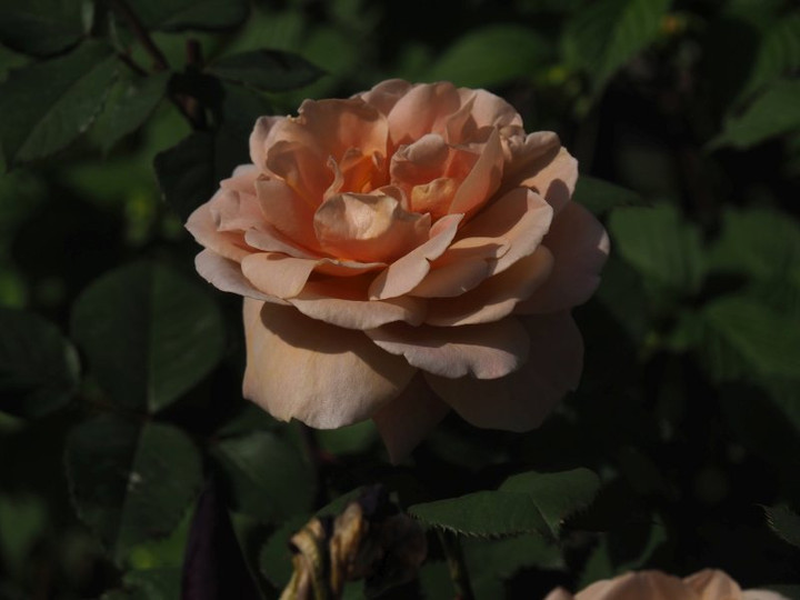 P5041518