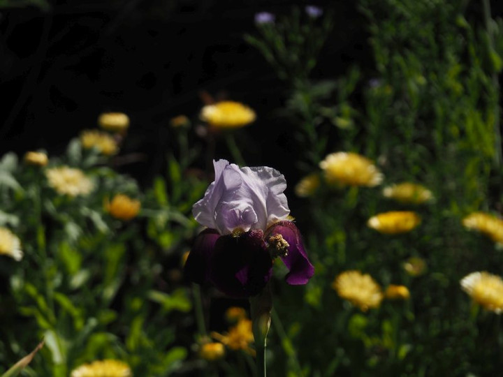 P5041526