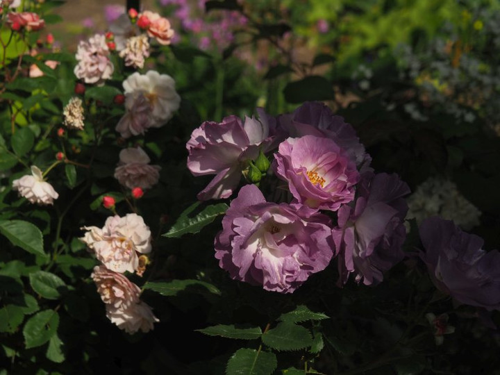 P5041537