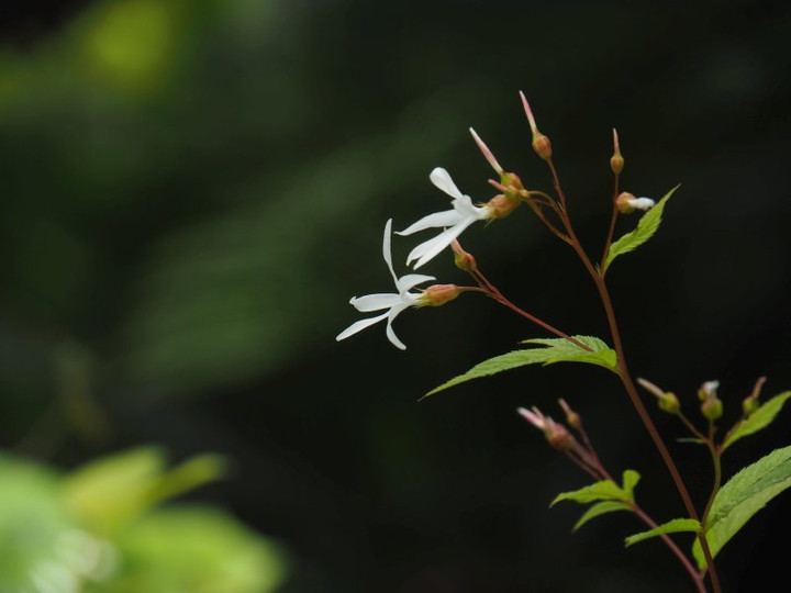 P5041546