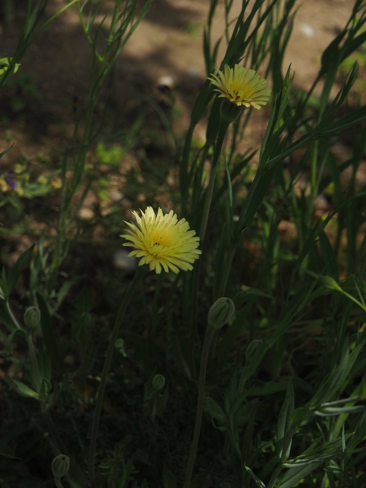 P5041548