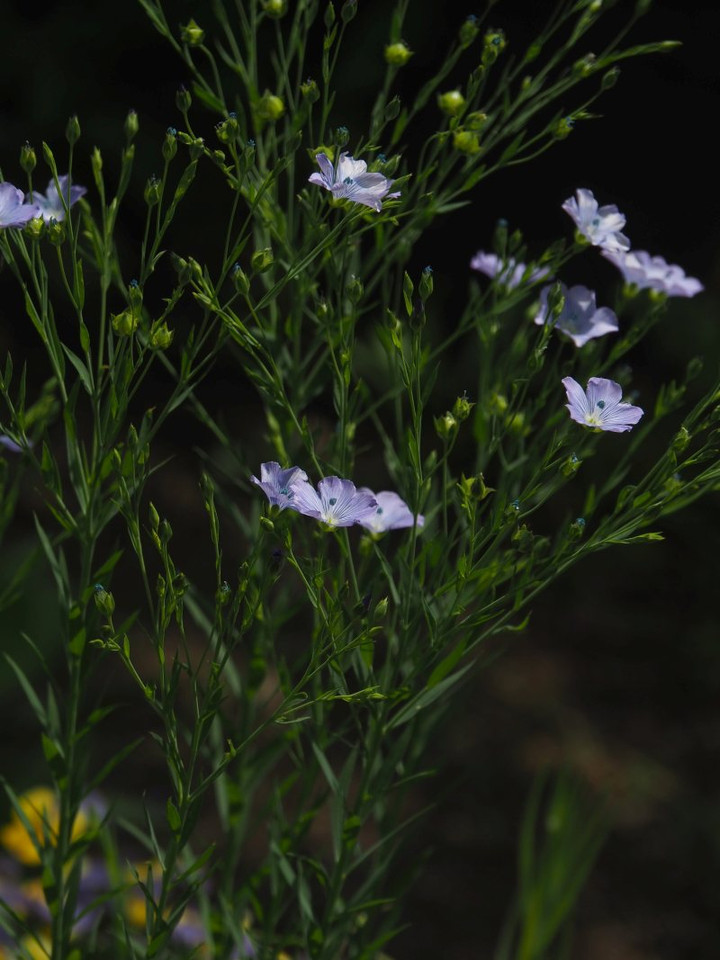 P5041549