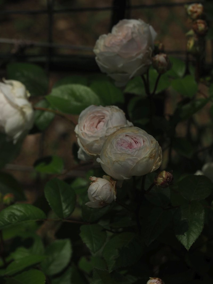 P5041552