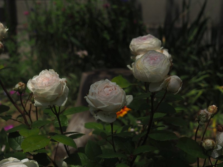 P5041554