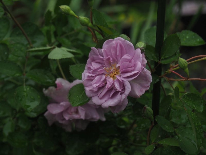 P5051575