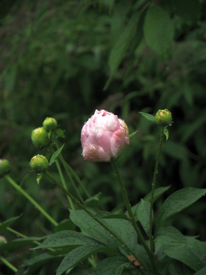 P5051579