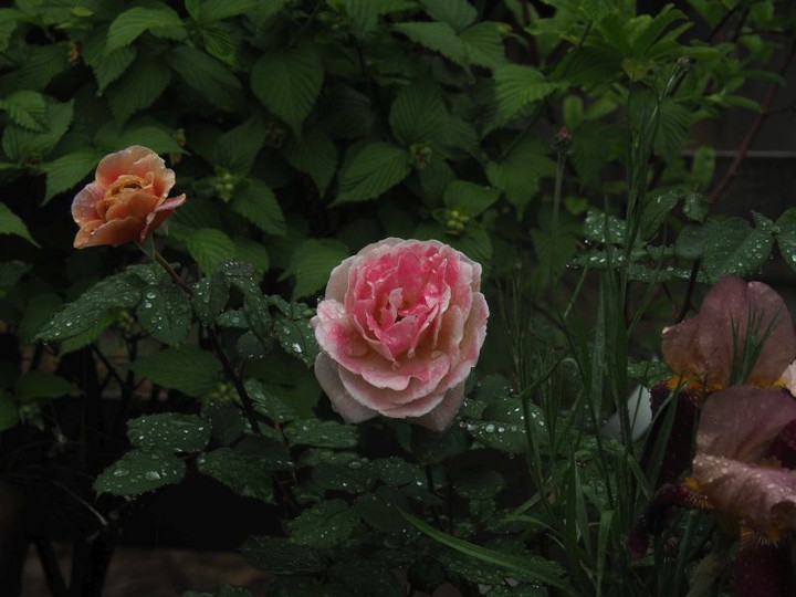 P5051589