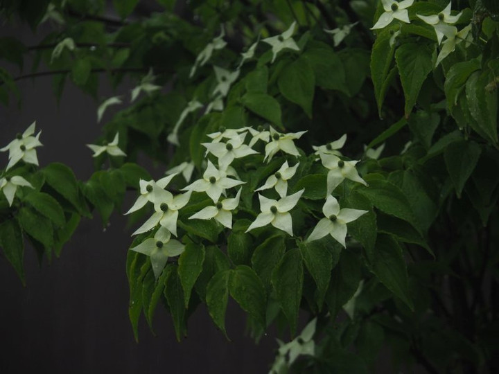P5051592