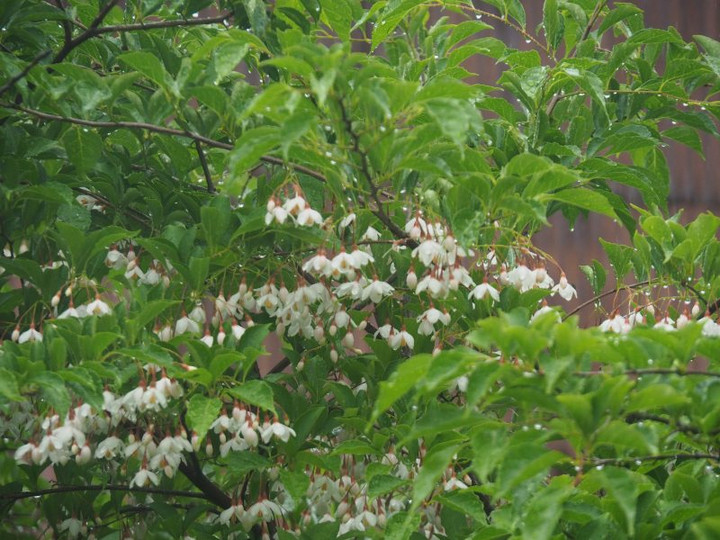 P5051593