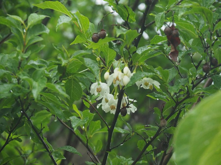 P5051594
