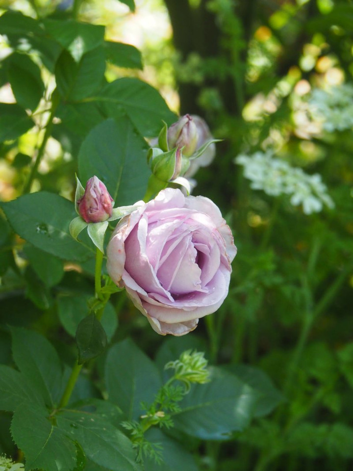 P5061623