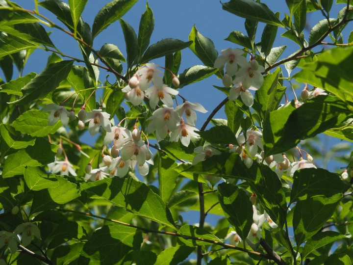 P5061630