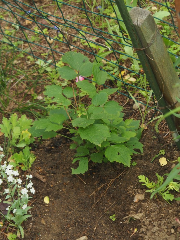 P5071647