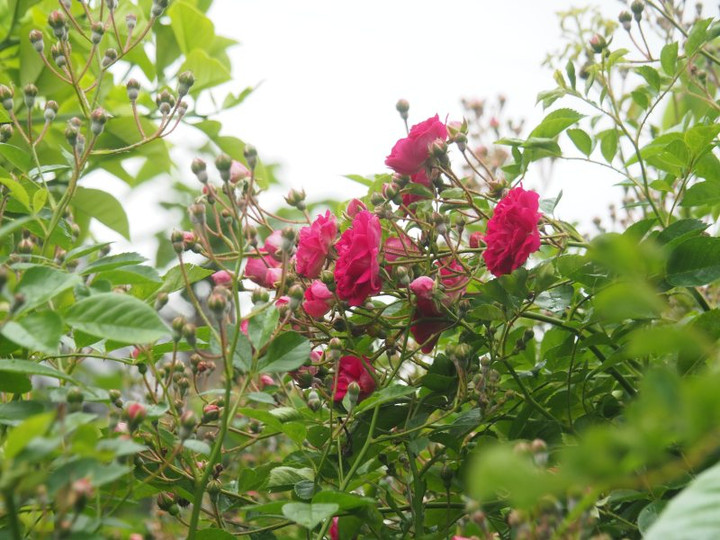 P5071669