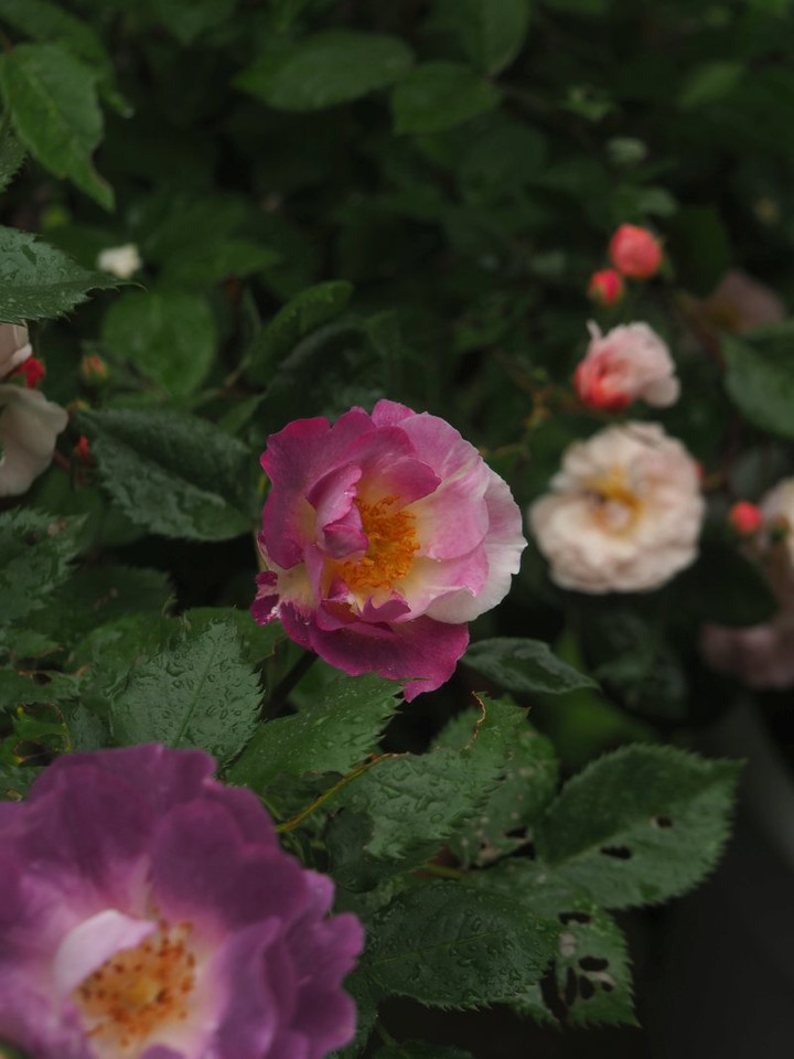 P5071691