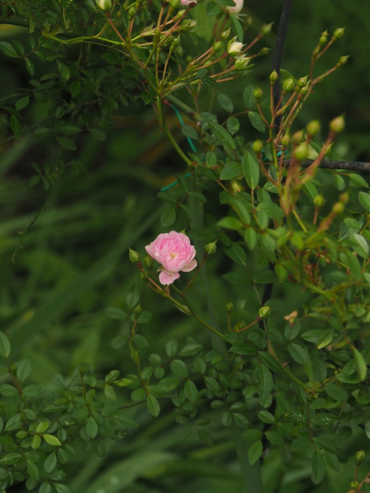 P5081723