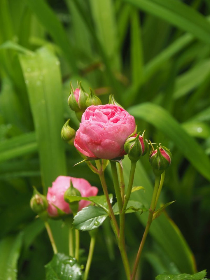 P5081726
