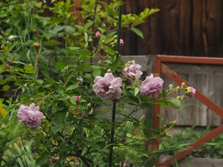 P50817620