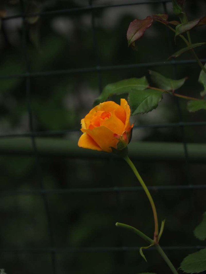 P5112208