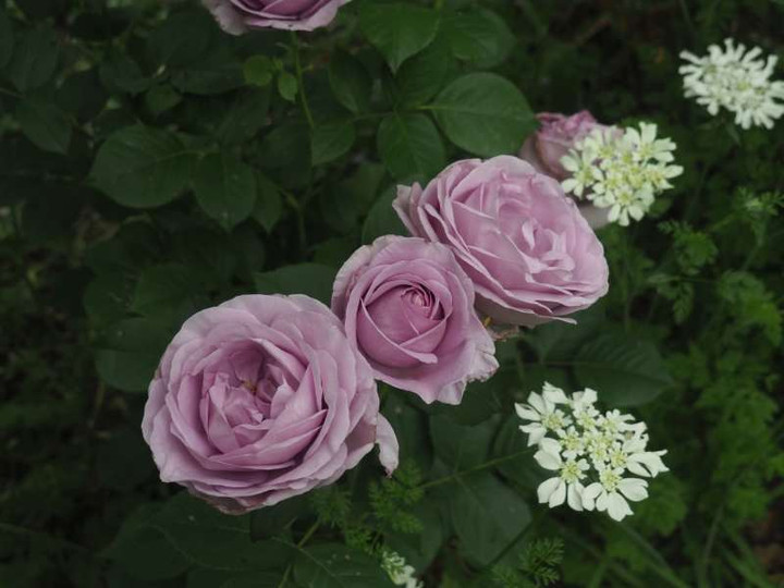 P5122268