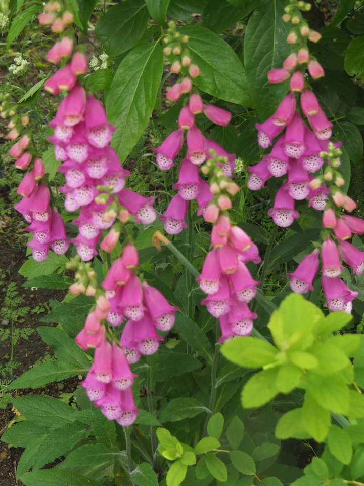 P5132303