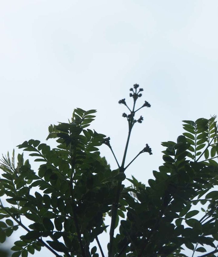 P5132305