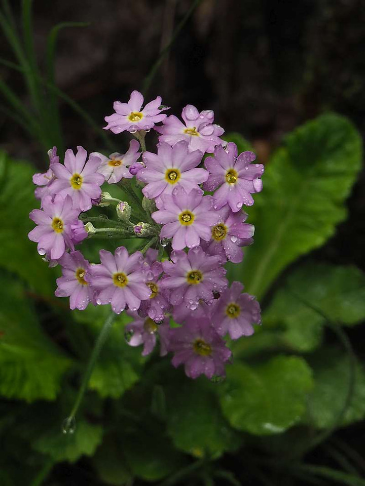 P5142772