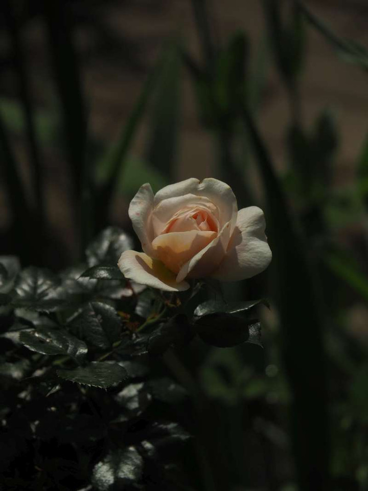 P5152965