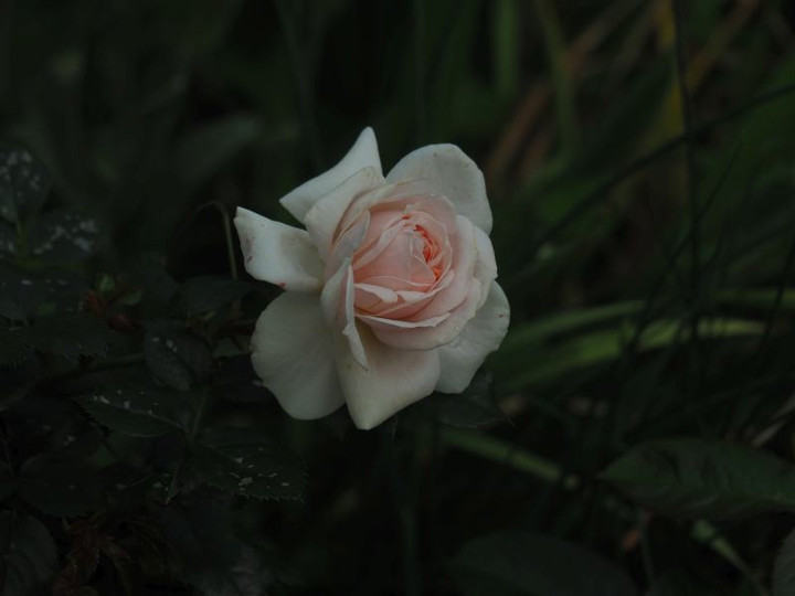 P5163010